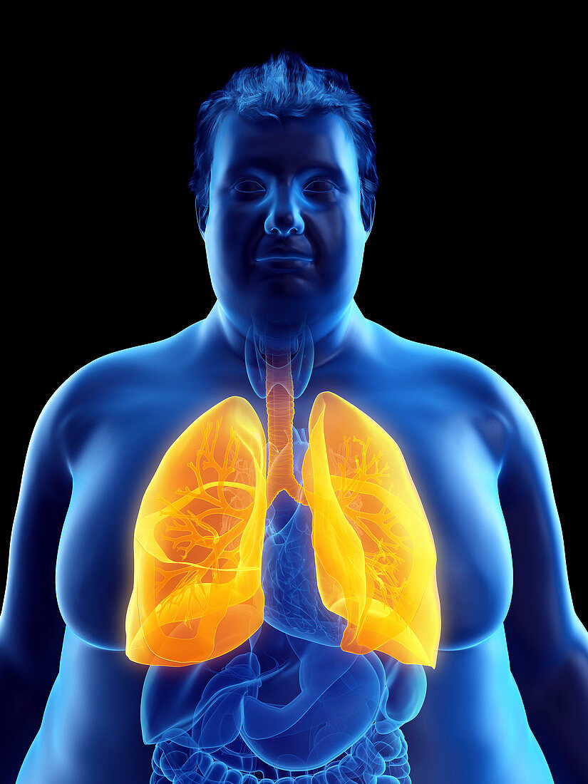 Illustration of an obese man's lungs