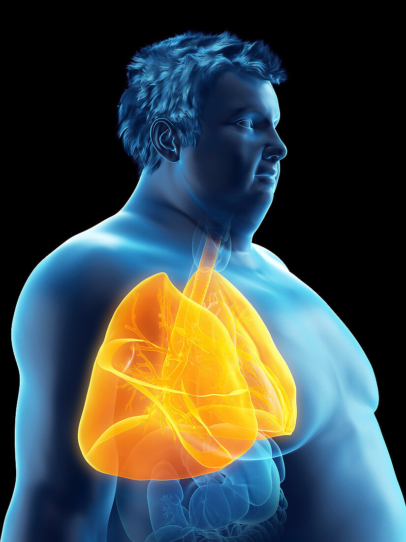 Illustration of an obese man's lungs