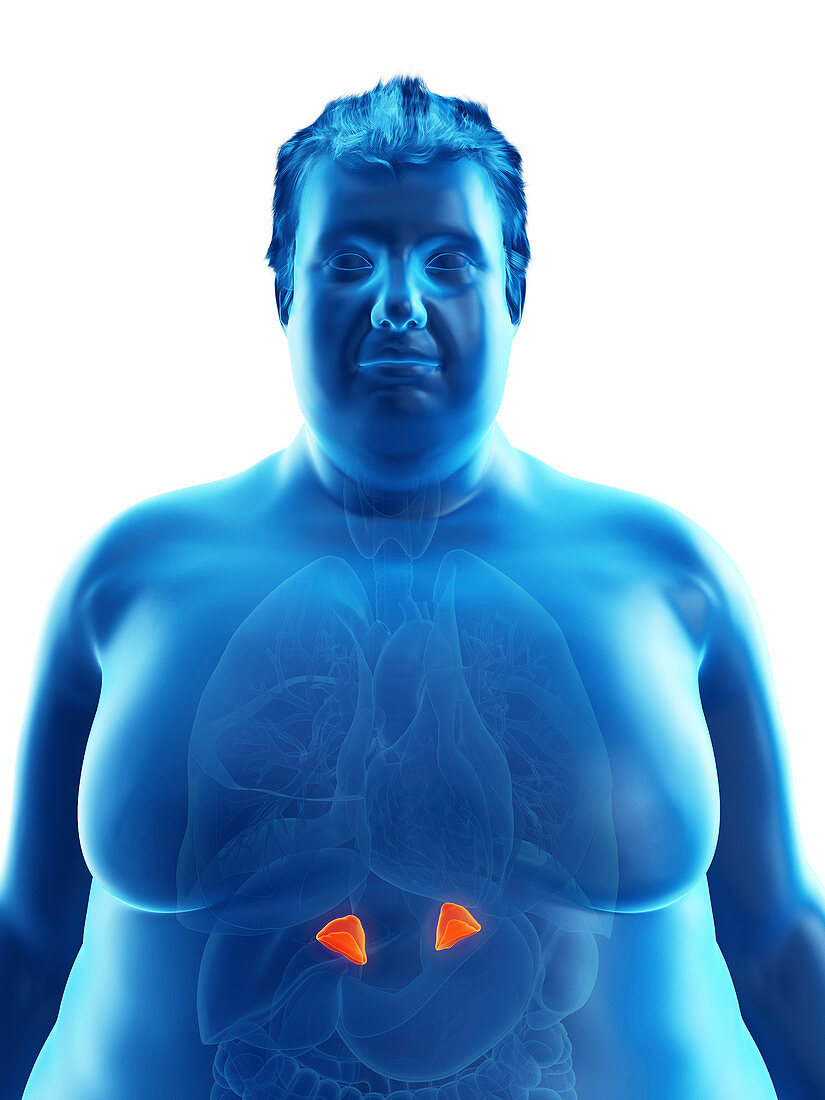 Illustration of an obese man's adrenal glands