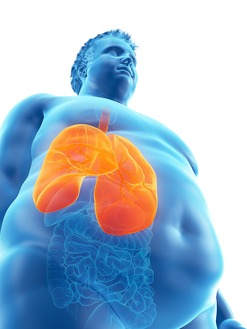 Illustration of an obese man's lungs