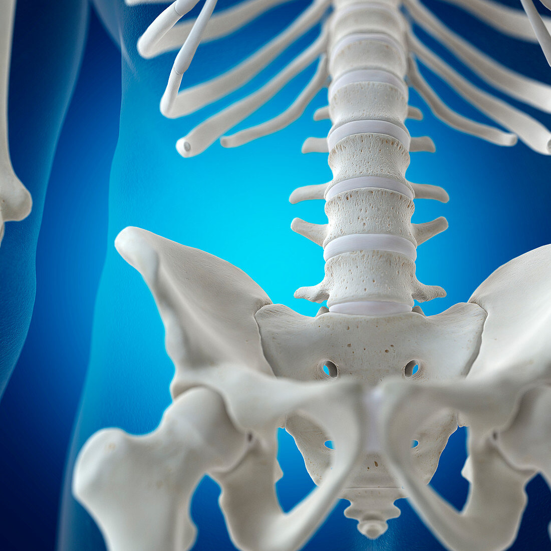 Illustration of the lumbar spine