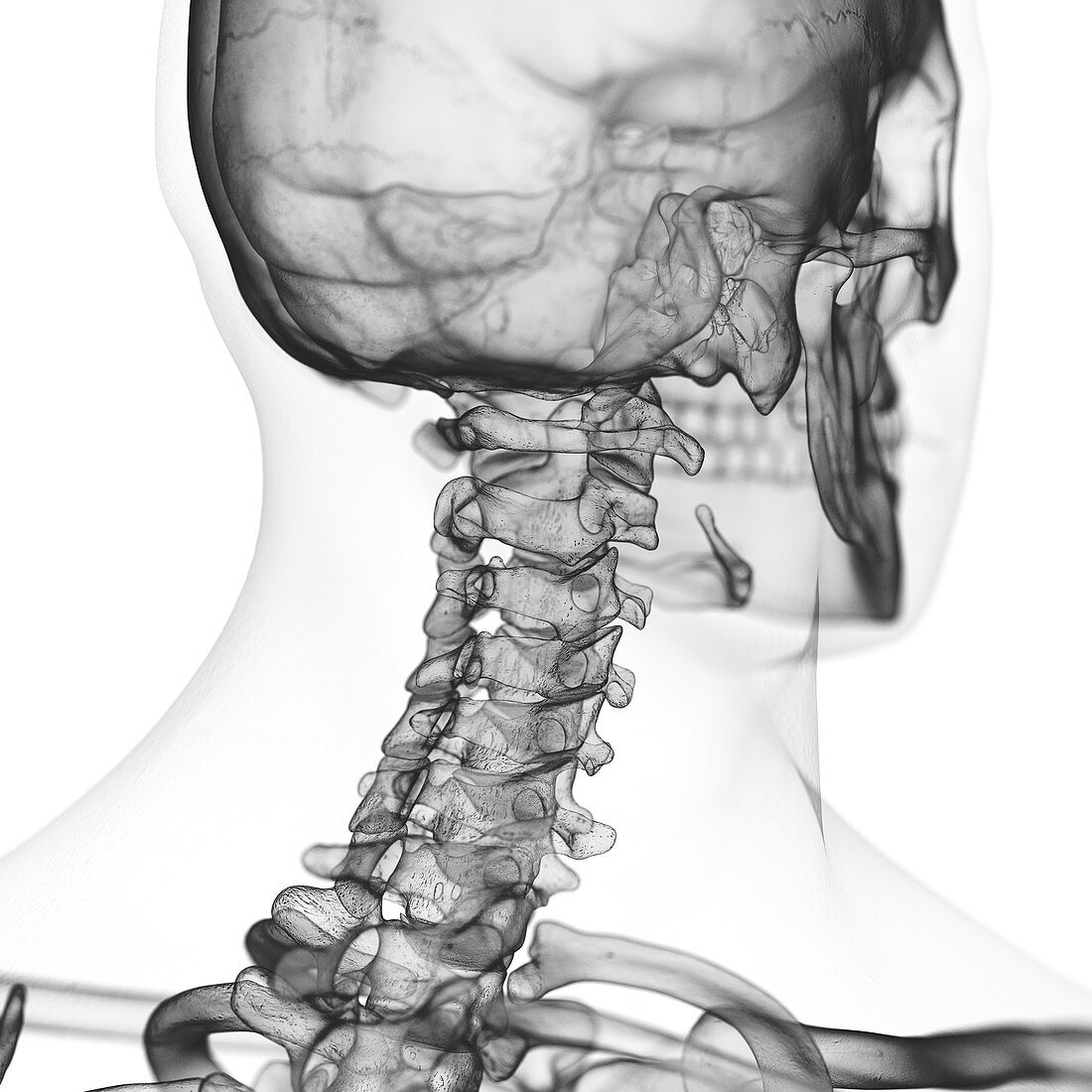 Illustration of the cervical spine