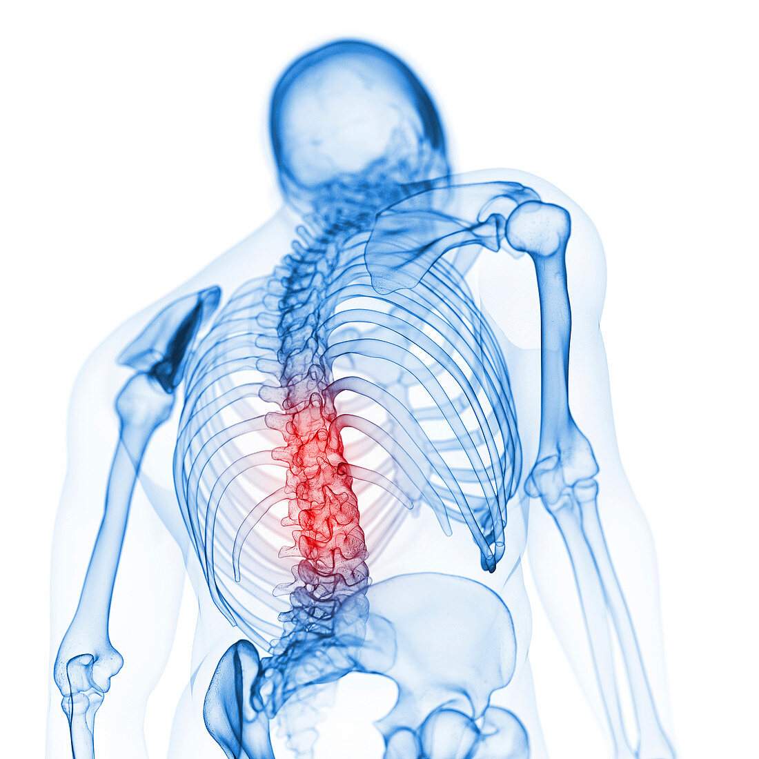 Illustration of the back bones