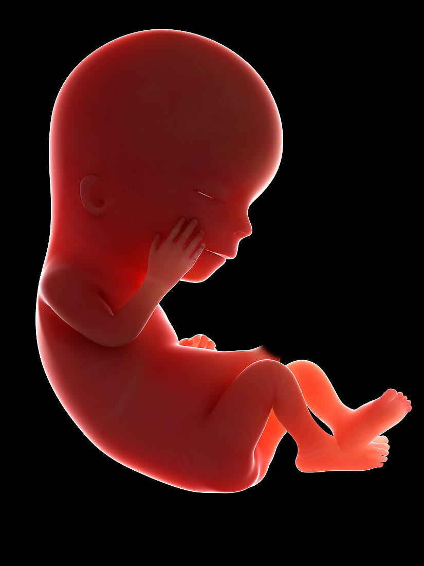 Illustration of a fetus at week 12