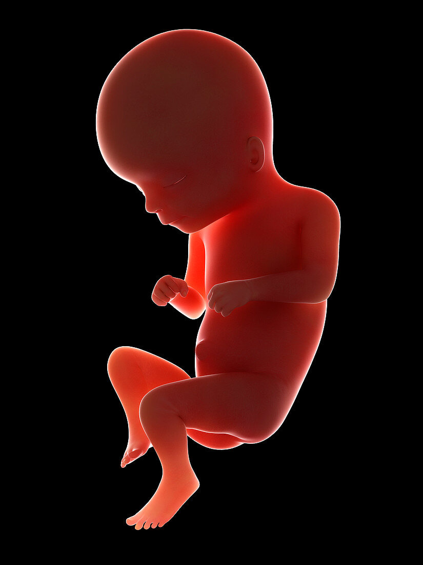 Illustration of a fetus at week 16
