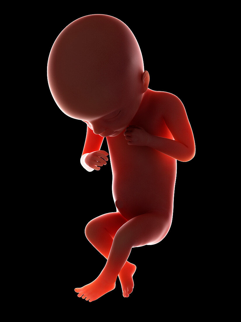 Illustration of a fetus at week 18
