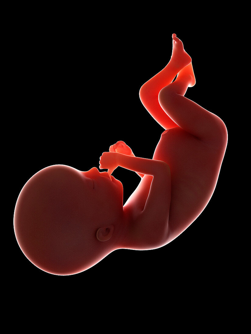 Illustration of a fetus at week 20