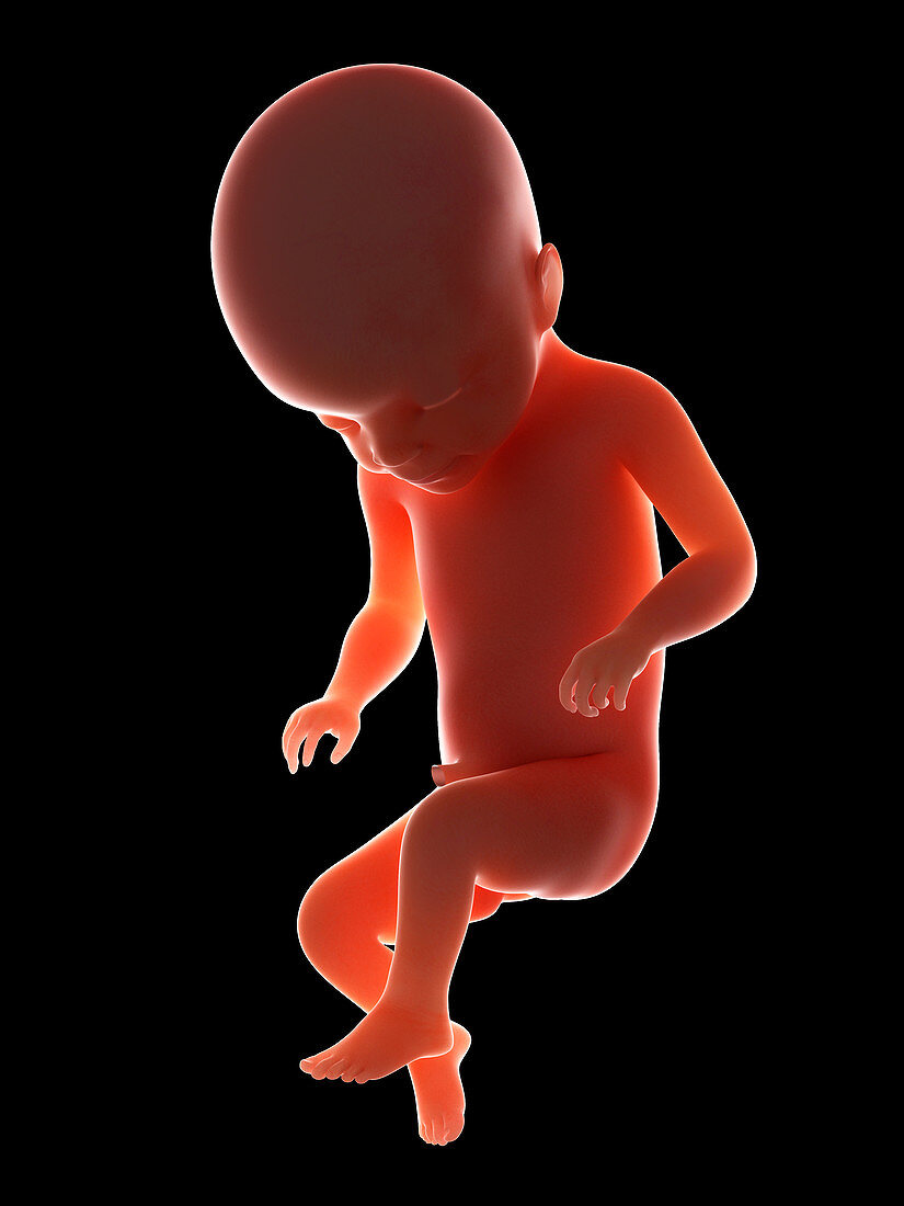 Illustration of a fetus at week 22