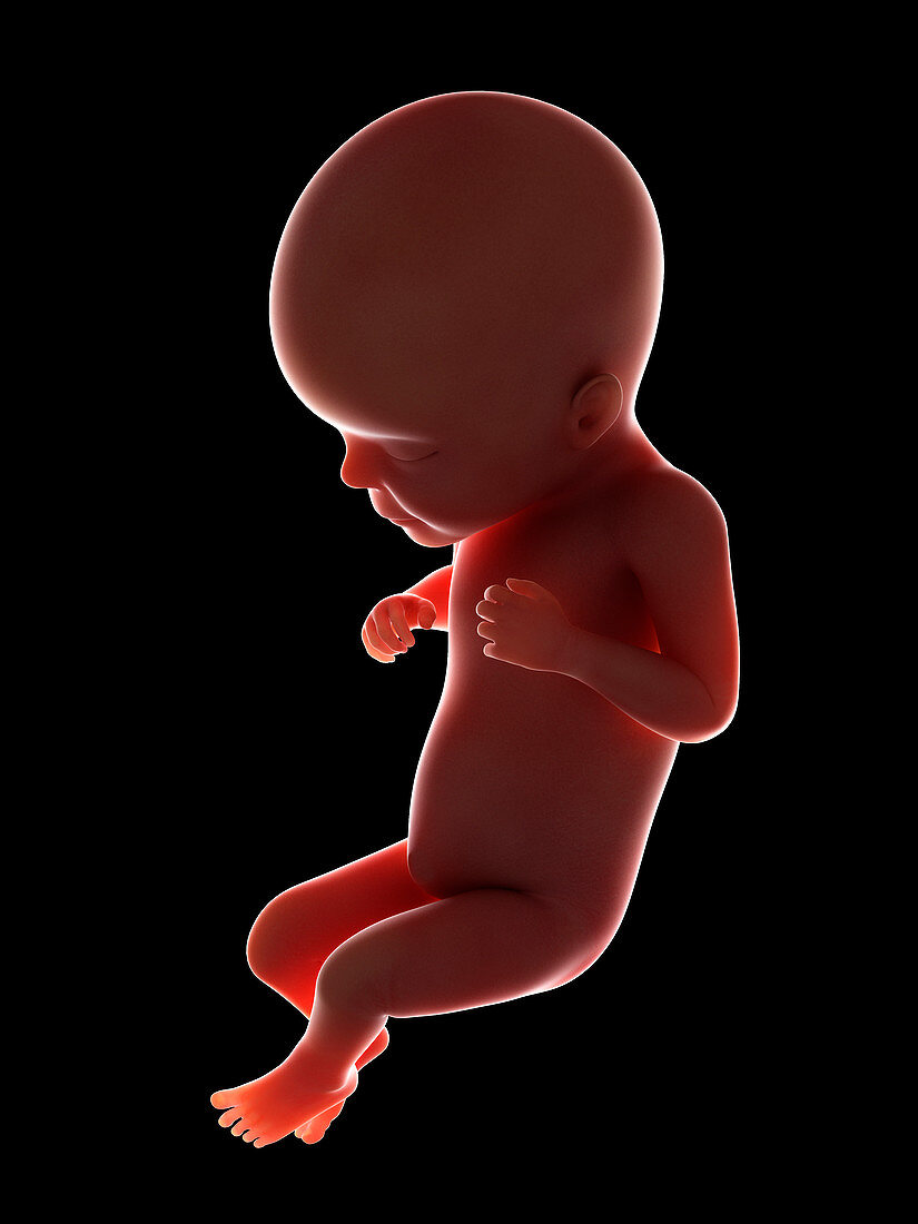 Illustration of a fetus at week 26
