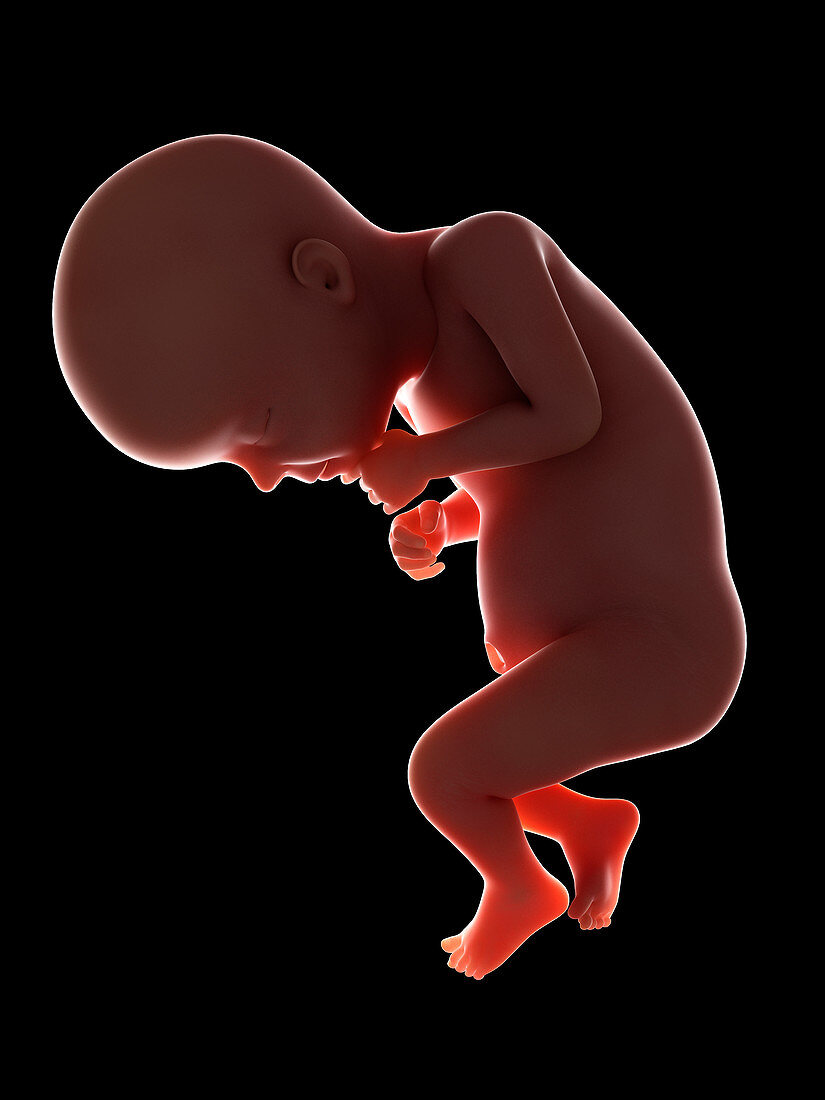 Illustration of a fetus at week 28