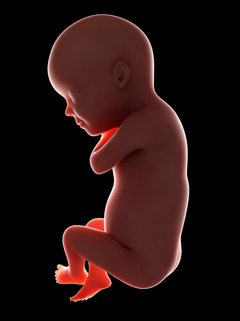 Illustration of a fetus at week 30
