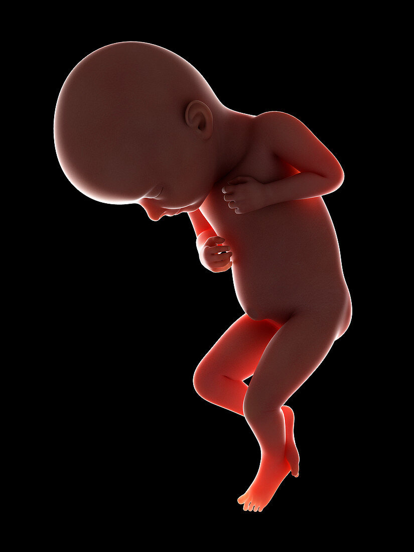 Illustration of a fetus at week 32