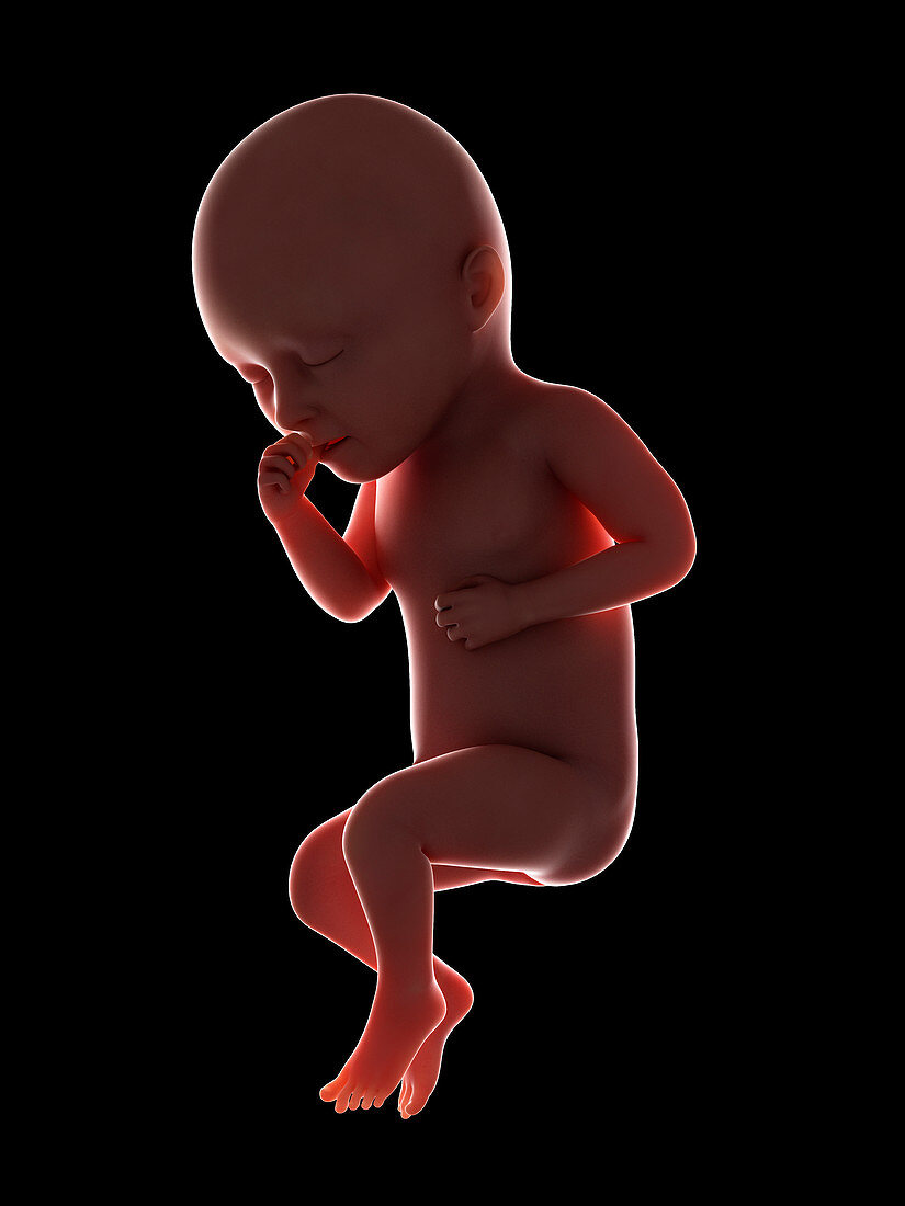 Illustration of a fetus at week 34