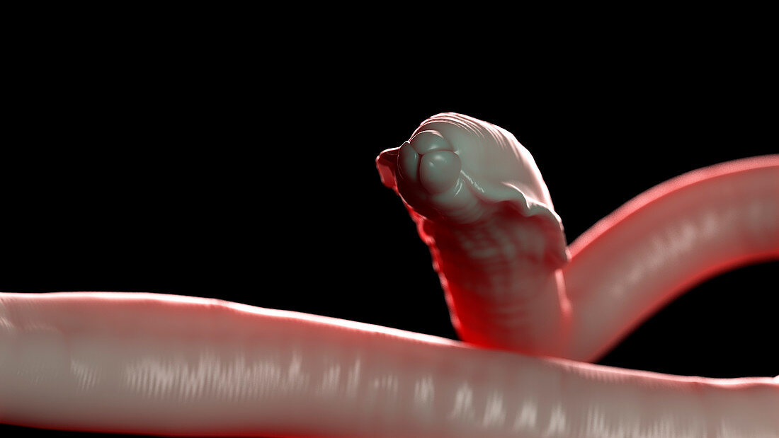 Illustration of a roundworm