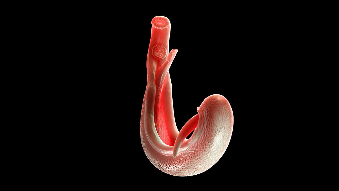 Illustration of a schistosoma