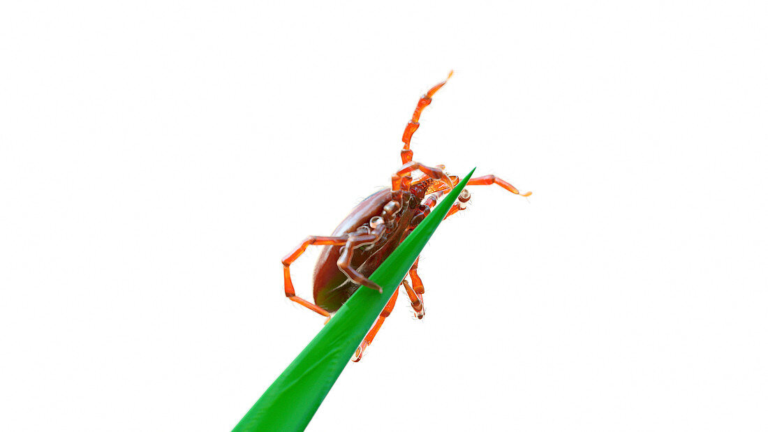 Illustration of a tick on a blade of grass