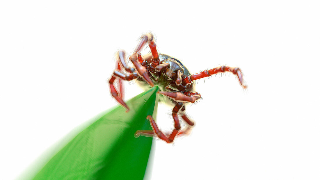 Illustration of a tick waiting for prey