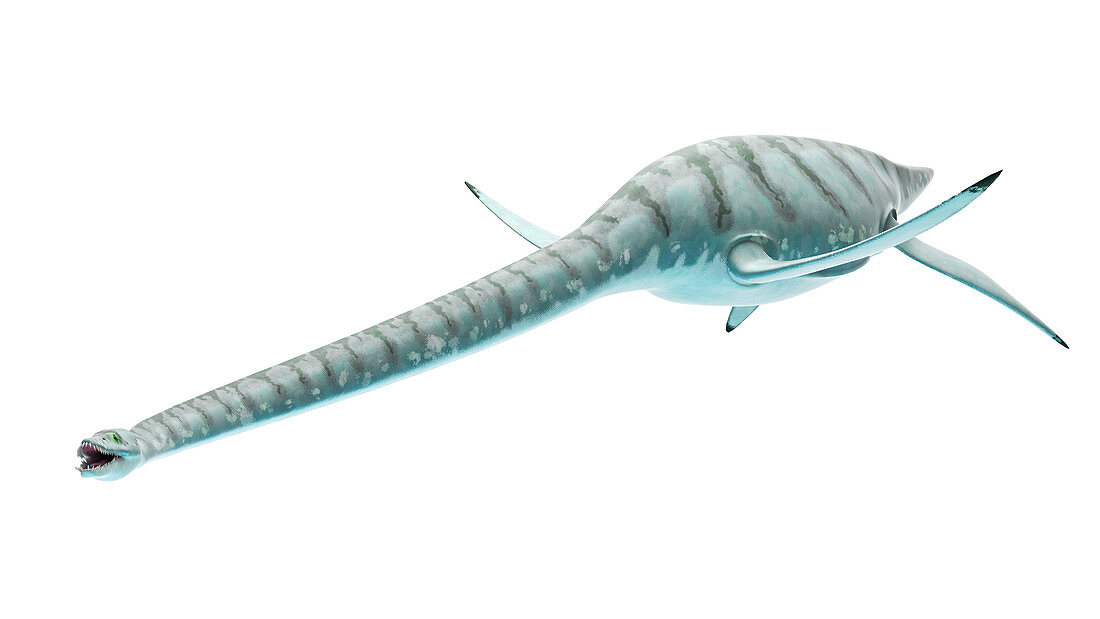 Illustration of styxosaurus