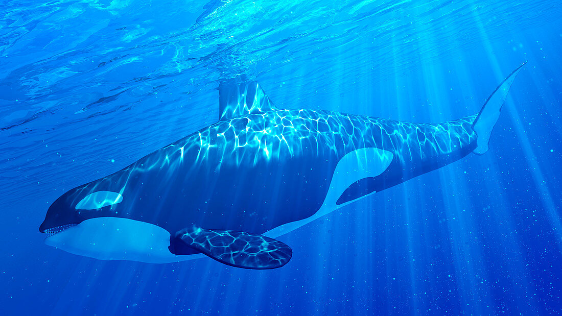 Illustration of an orca