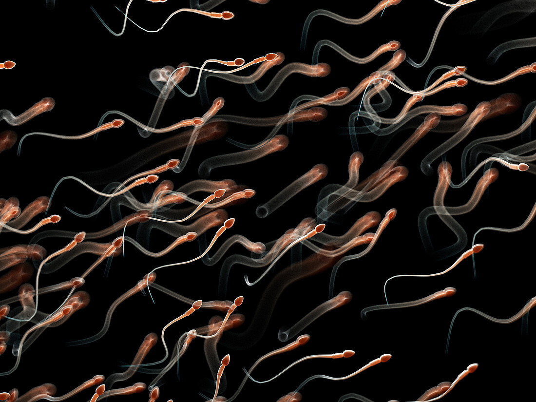 Illustration of human sperm