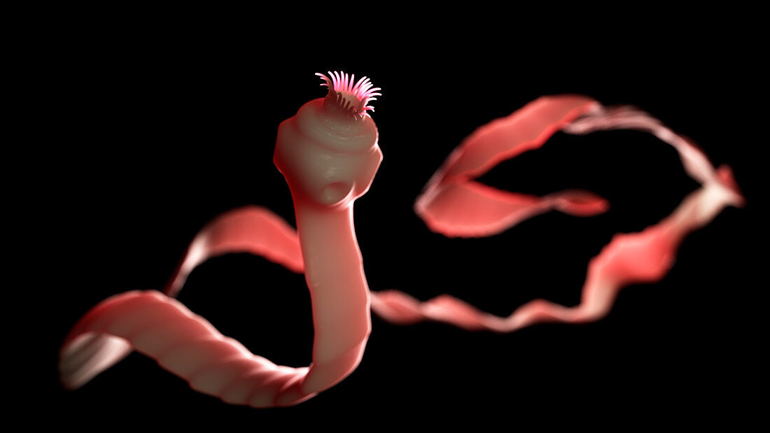 Illustration of a tapeworm