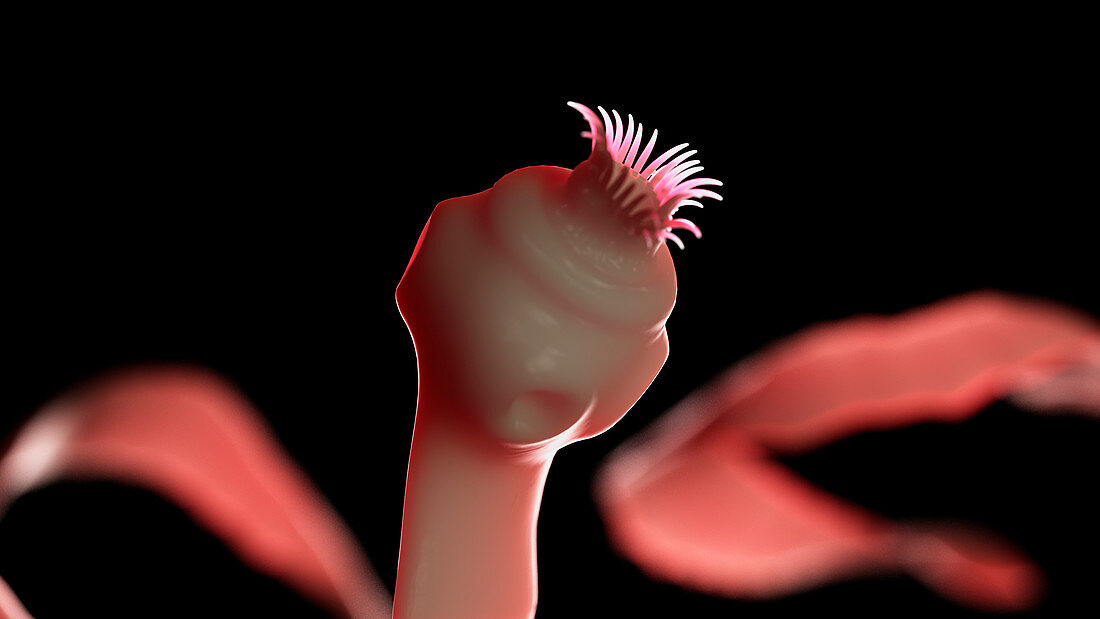 Illustration of a tapeworm
