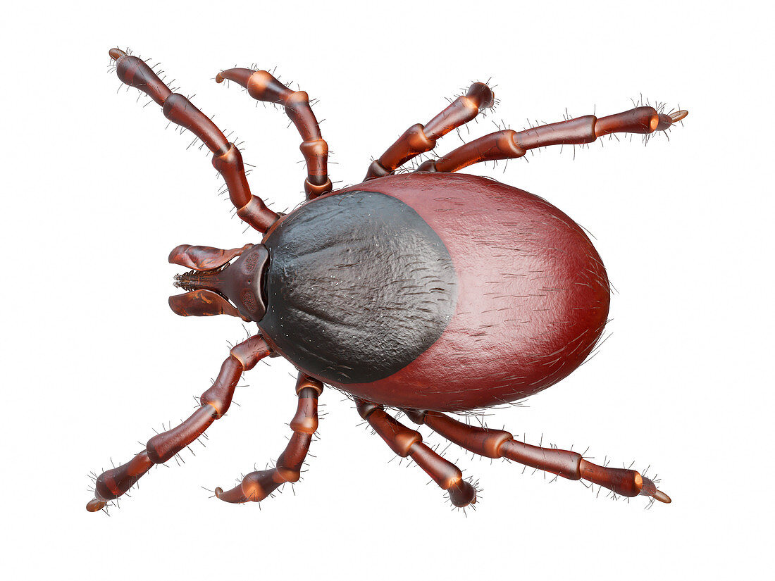 Illustration of a tick