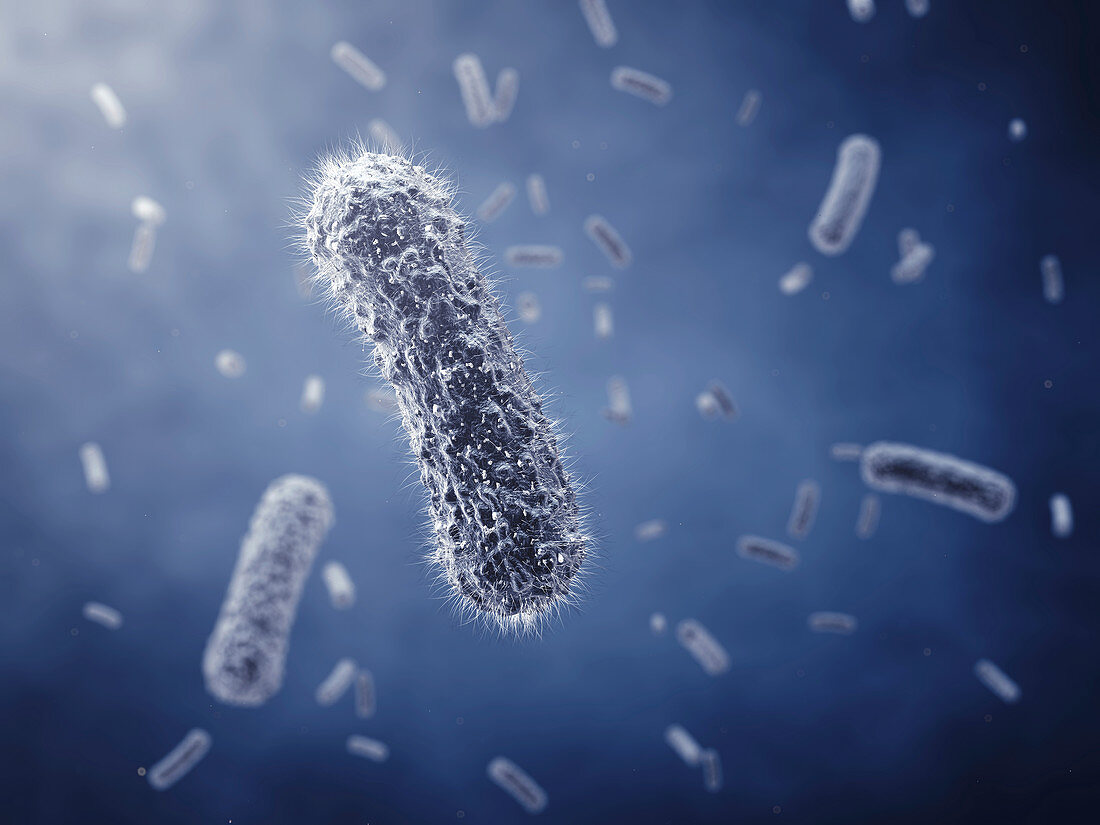 Bacillus bacteria, illustration