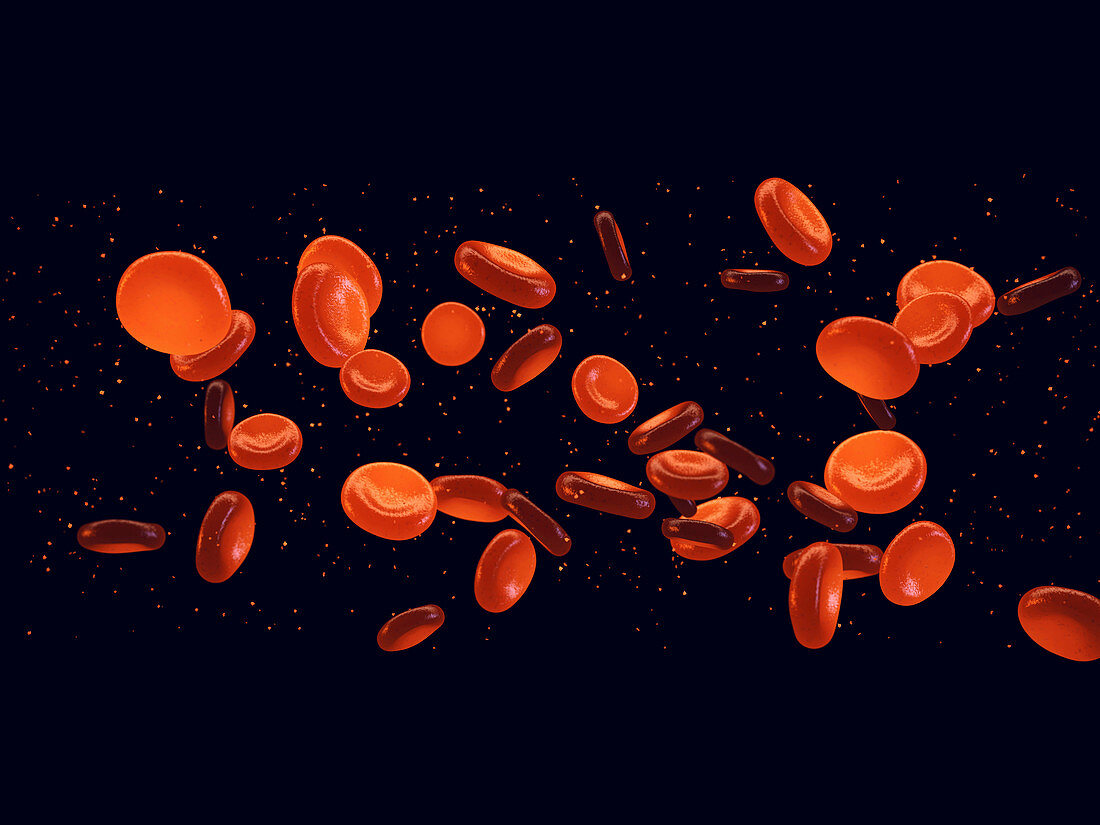 Red blood cells, illustration