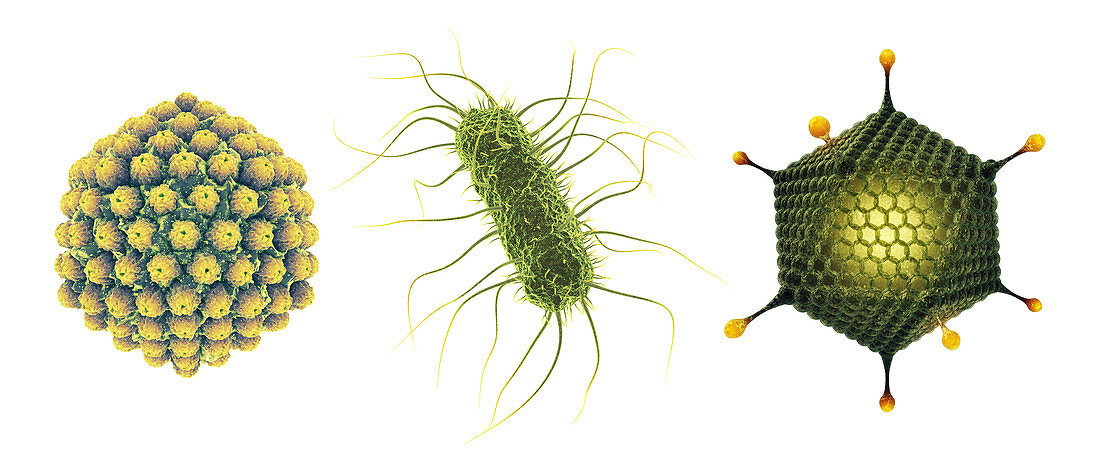 Viruses and bacterium, illustration