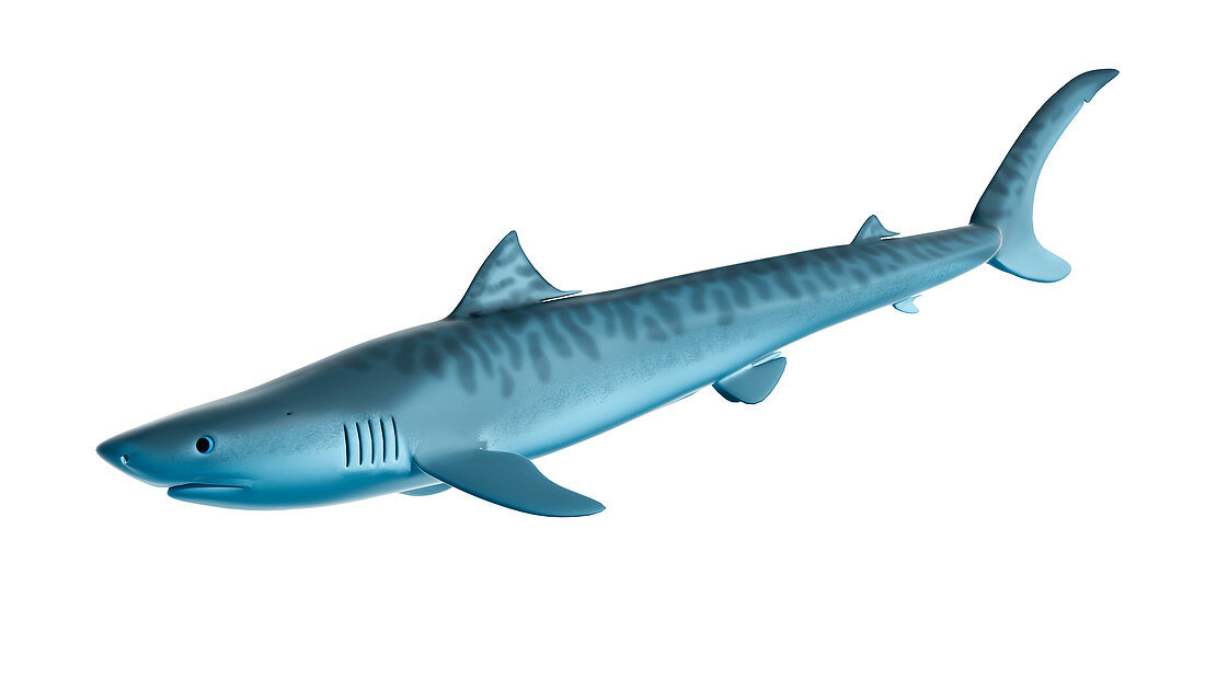 Illustration of a tiger shark