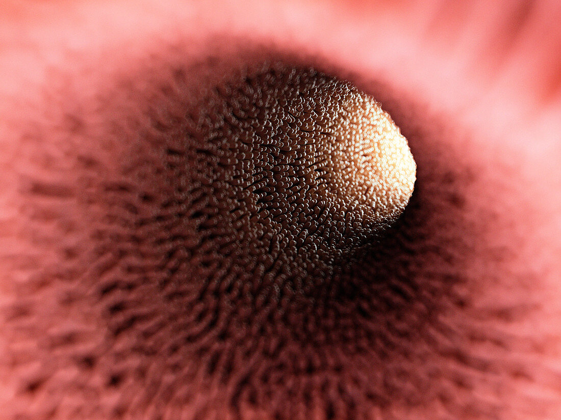Illustration of intestinal villi