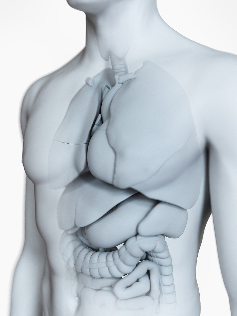 Illustration of the male organs