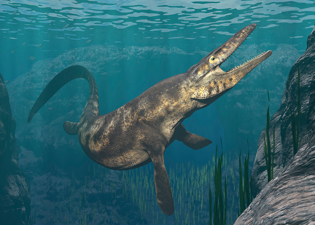 Mosasaurus swimming, illustration