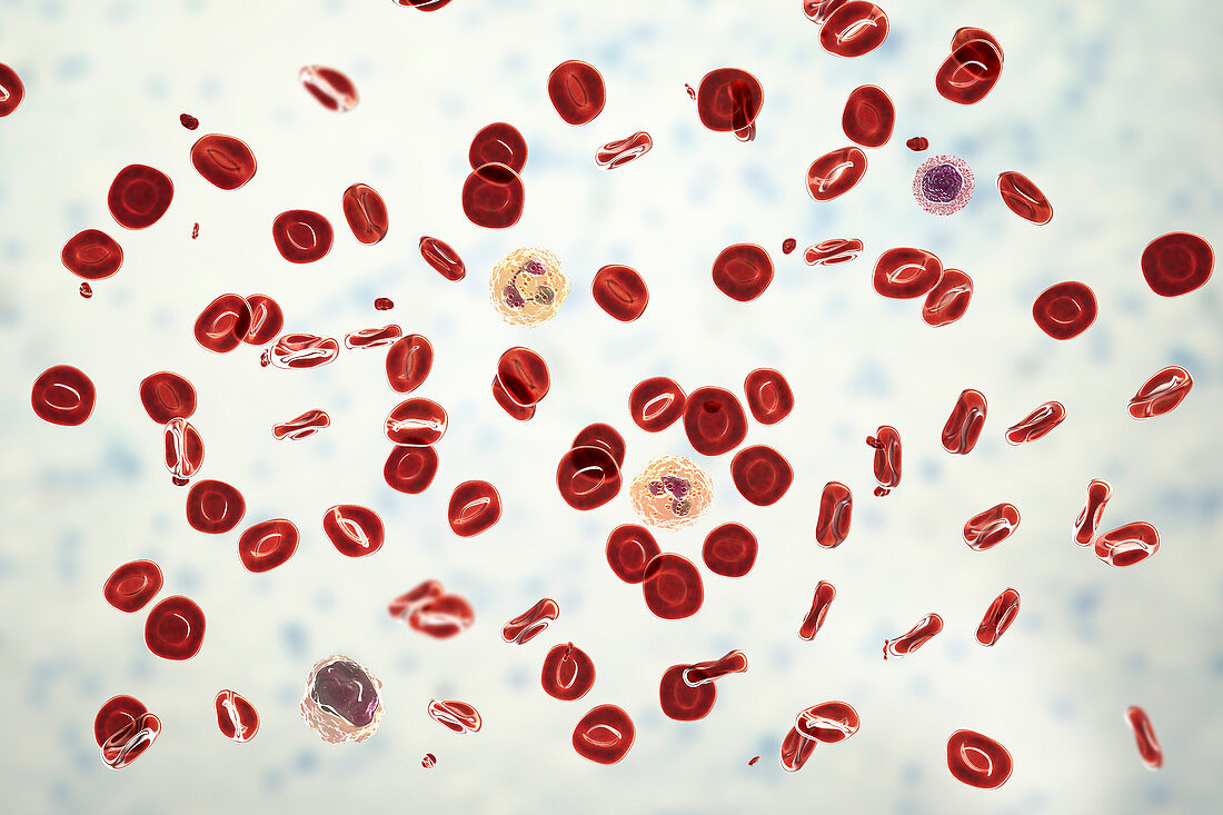 Normal blood smear, illustration