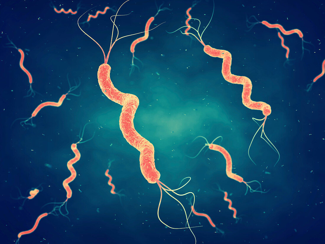 Spirillum bacteria, illustration