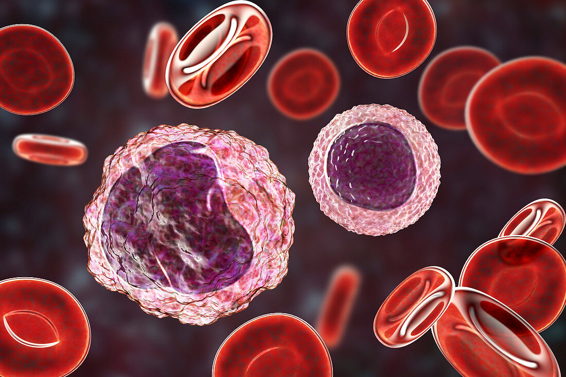 Monocyte and lymphocyte white blood cells, illustration