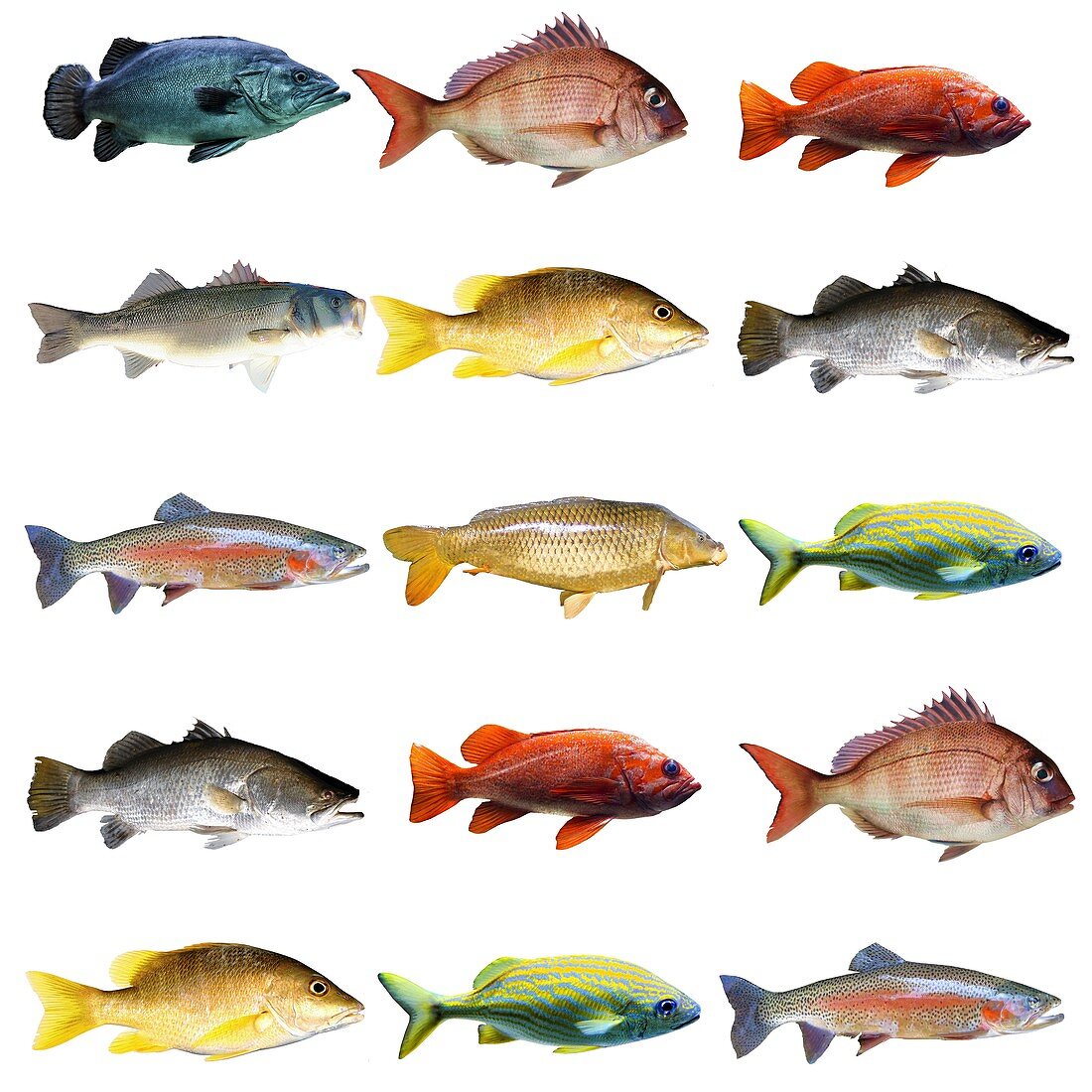 Fish chart