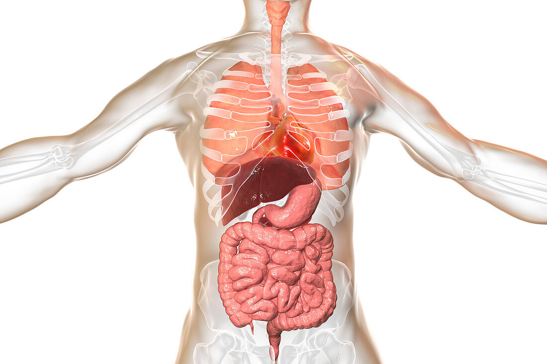 Illustration of a man's internal organs