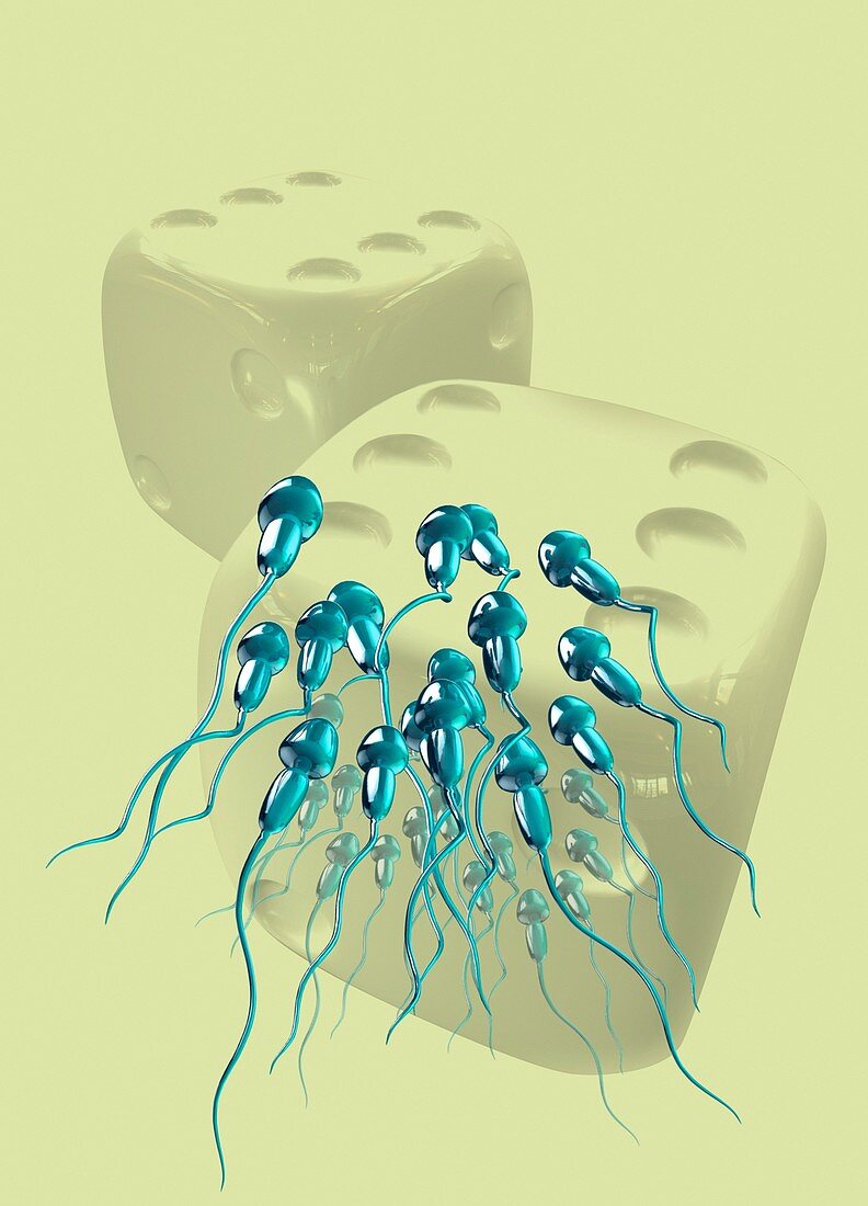 Human sperm and dice, illustration