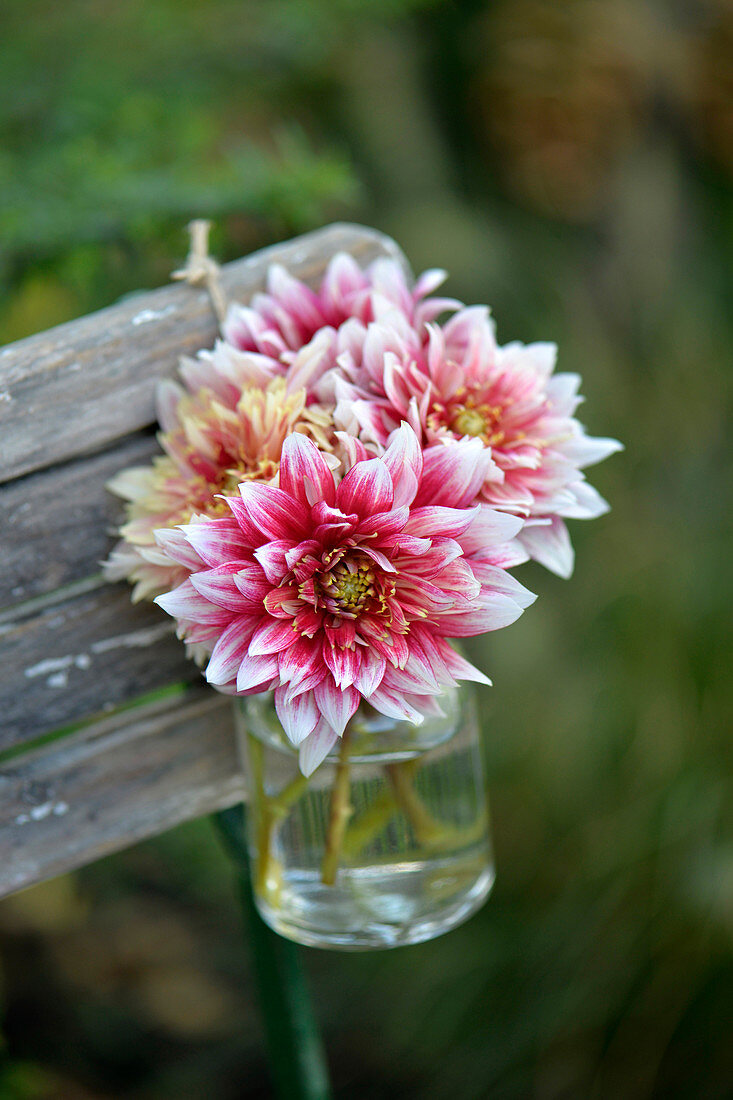 Small bouquet of dahlias