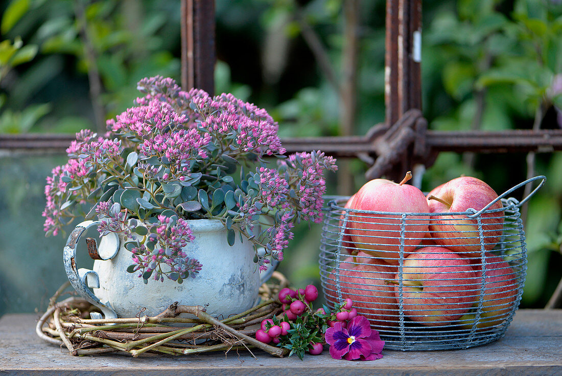 Alter Kübel bepflanzt mit Sedum, daneben ein Korb mit Äpfeln