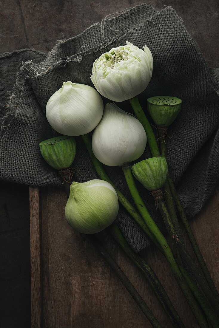 Lotosblumen mit Samenkapseln