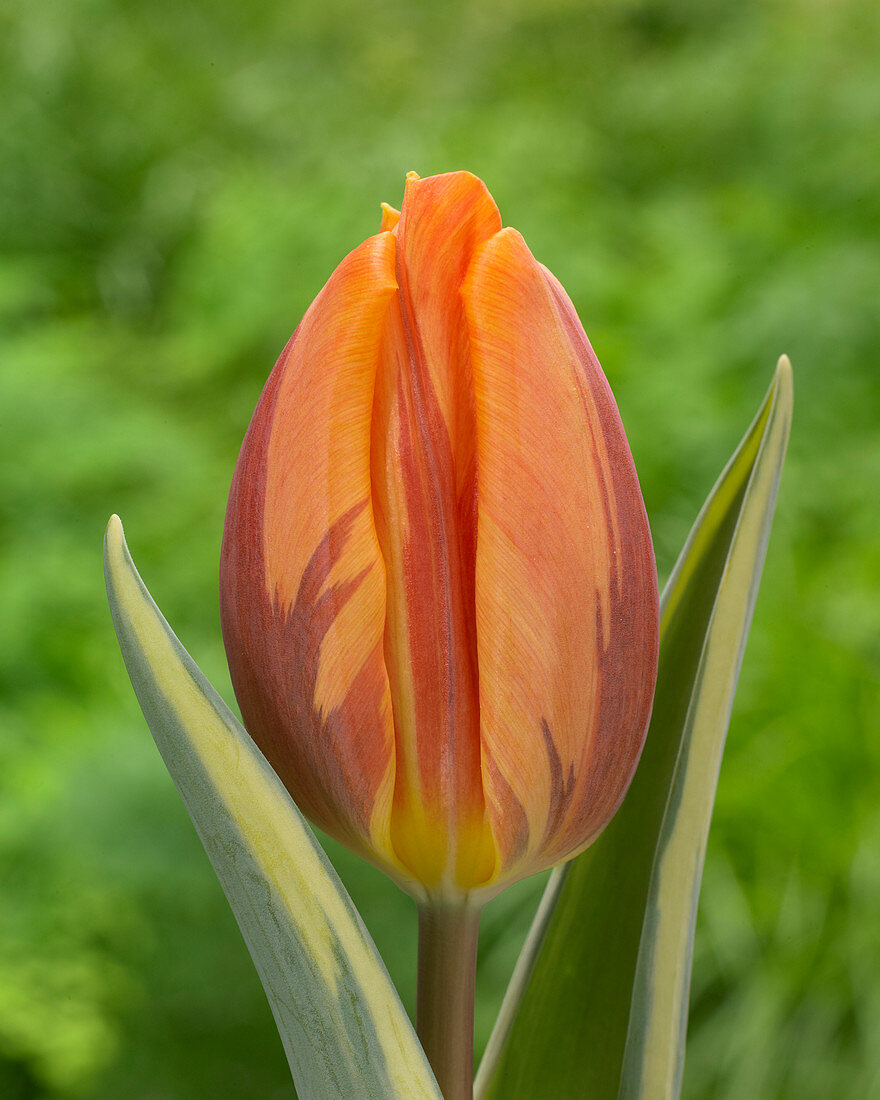 Tulipa 'Jolly Princess'