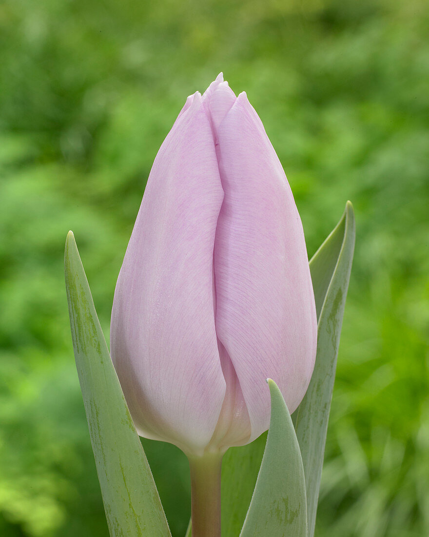 Tulipa Fay