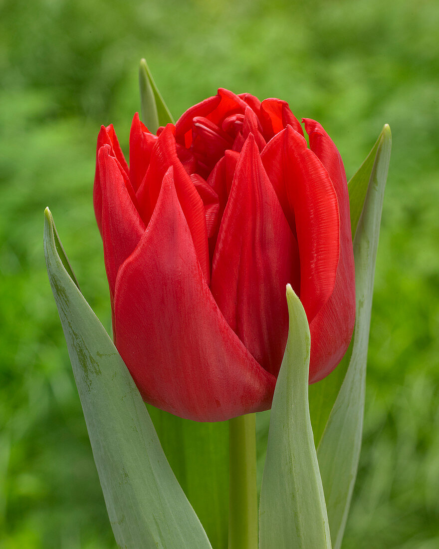 Tulipa '90-12', gefüllte rote Tulpe