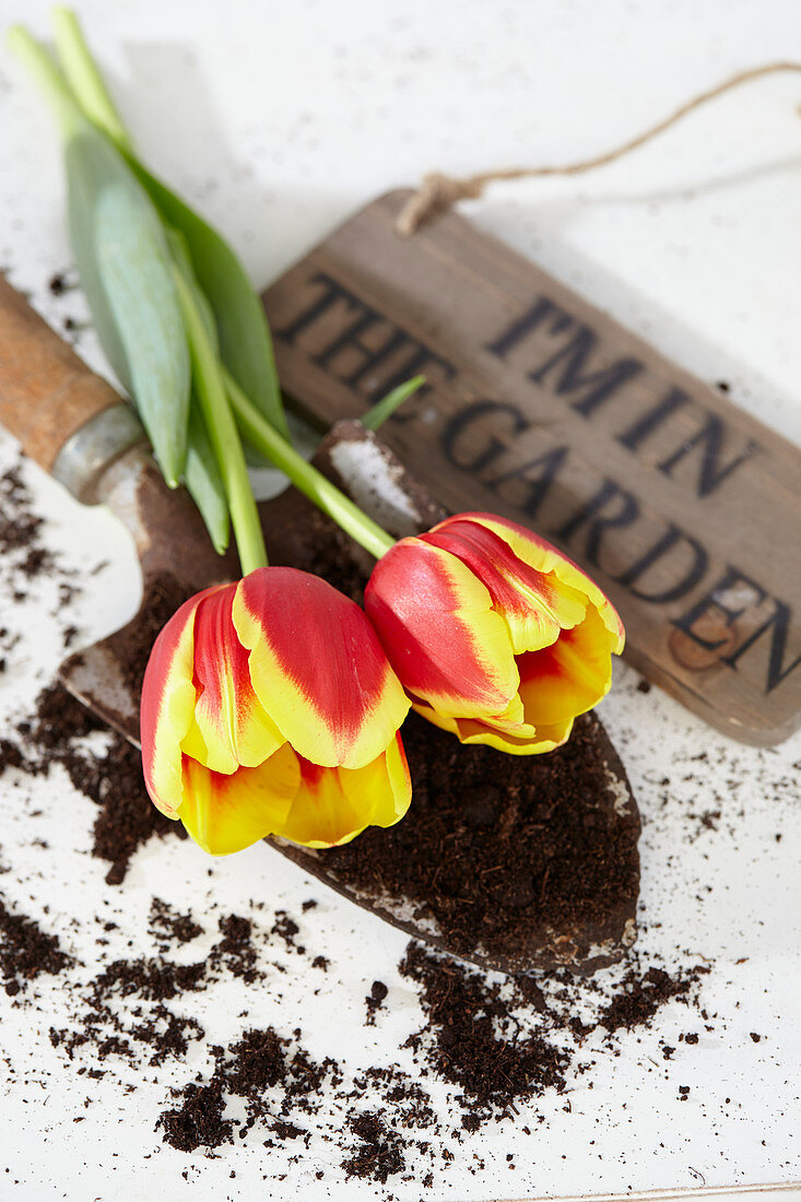 Tulpen liegen auf Pflanzschaufel