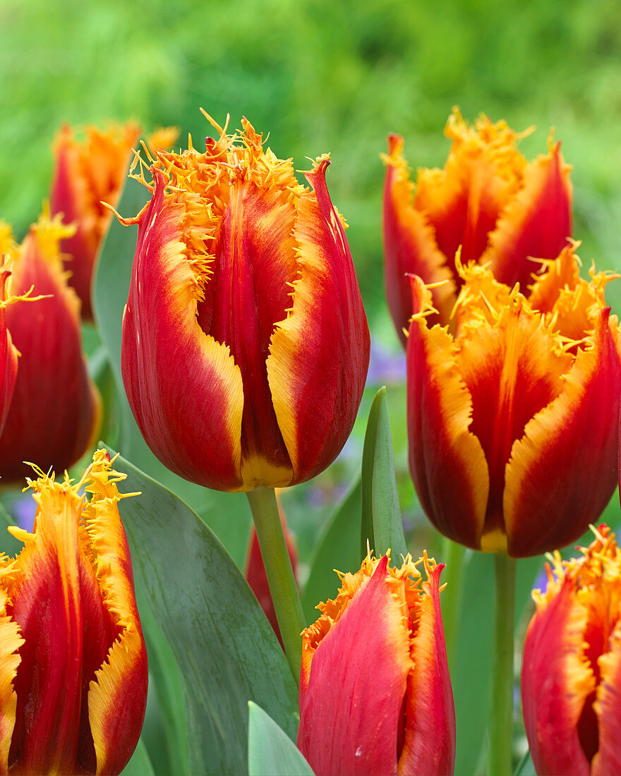 Tulipa Gusto