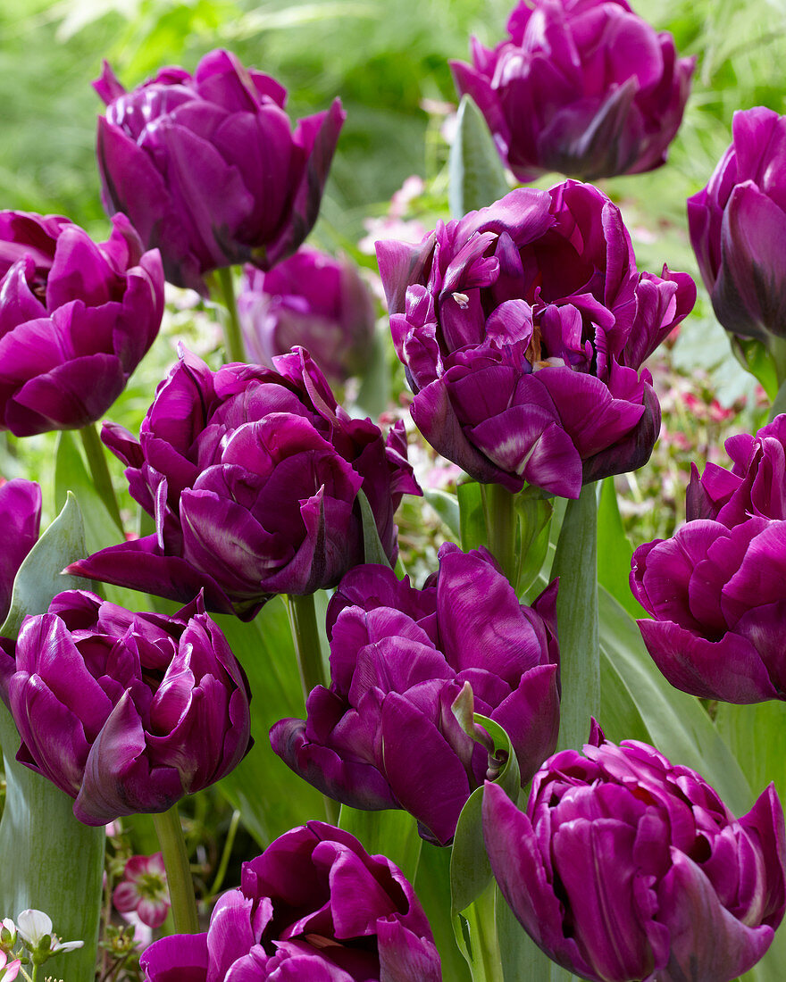 Tulipa 'Purple Peony'