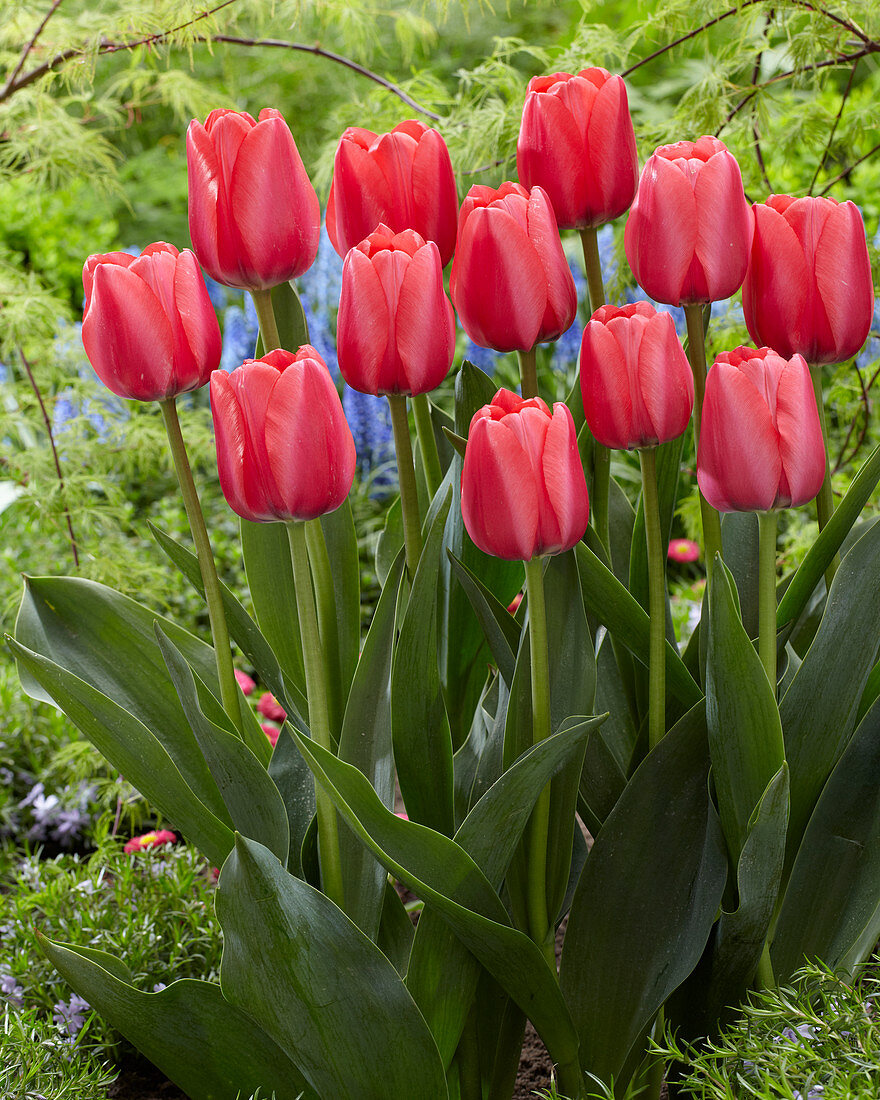 Tulipa Pink Giant